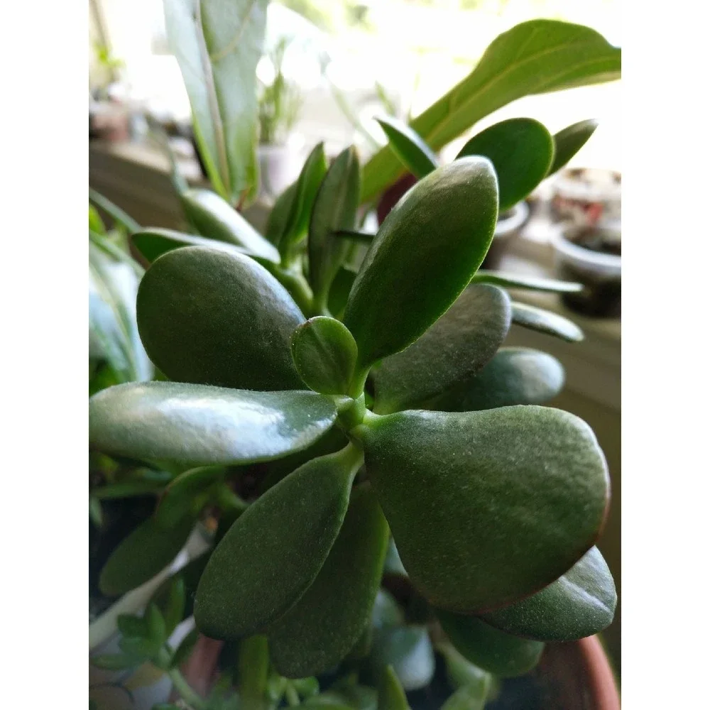 Succulent jade plant cuttings easy to gr